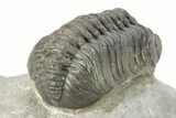 Detailed Austerops Trilobite - Ofaten, Morocco #273445-4